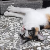 叭啦啦