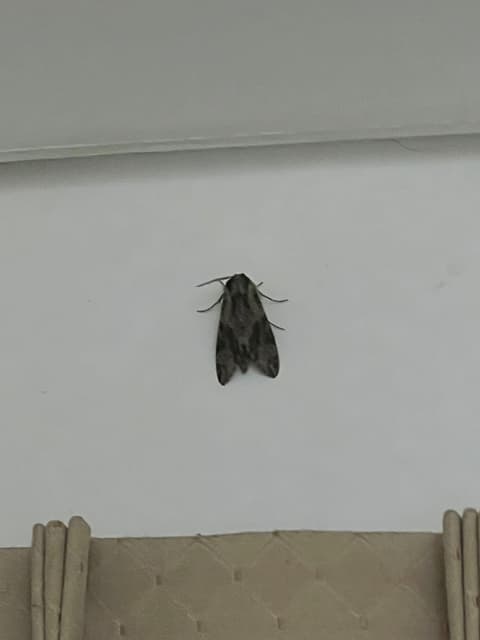 請益請問這是蟬嗎.？ - 昆蟲板| Dcard