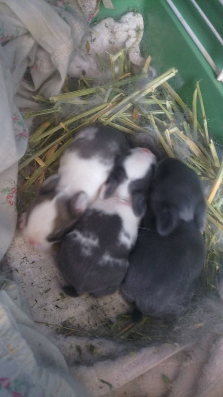 megapx