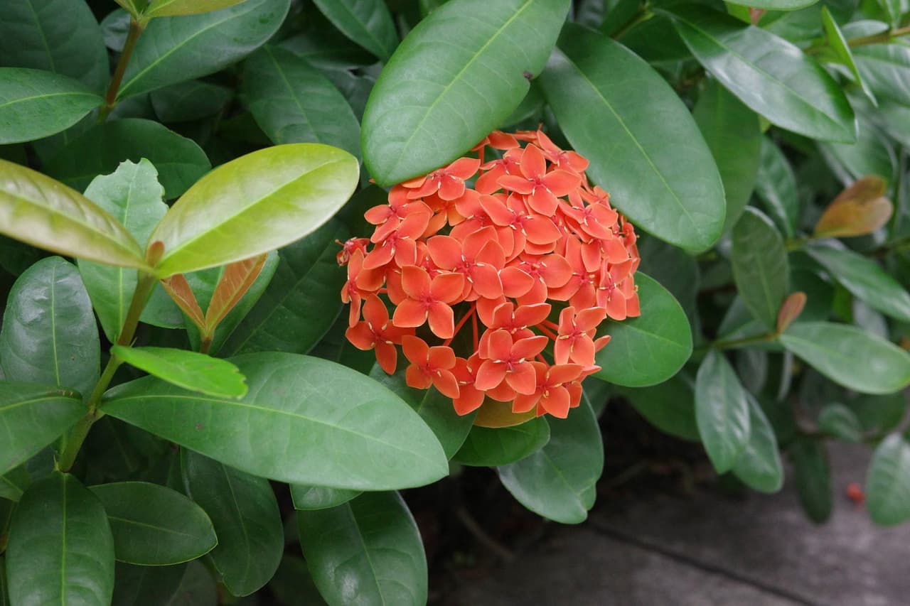 #作品 能做成手環的那種花:原來不只有紅色! #夏日攝影 #GR3X - 攝影板 | Dcard