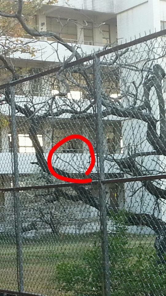megapx