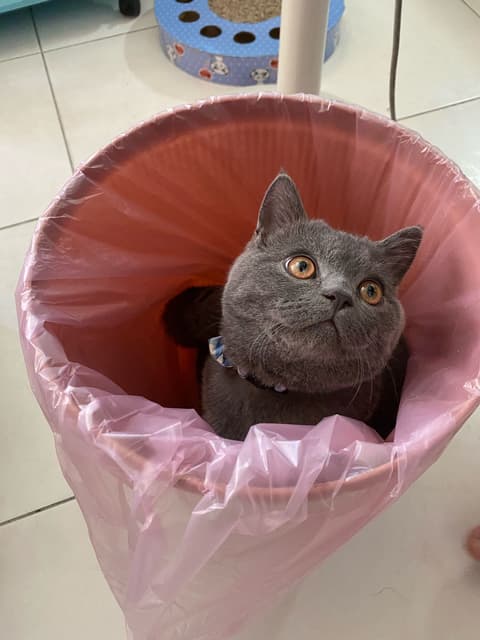 英短樓 寵物板 Dcard