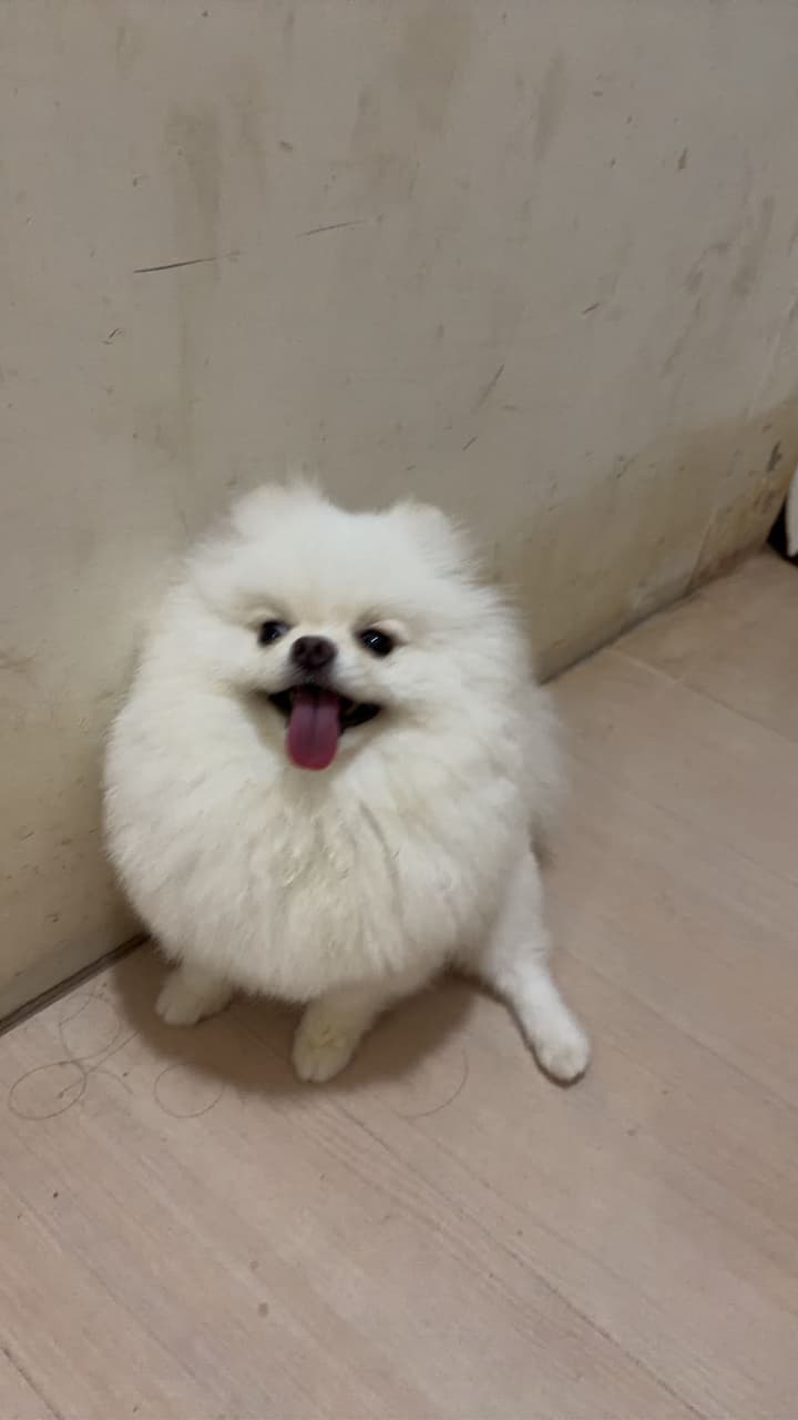megapx