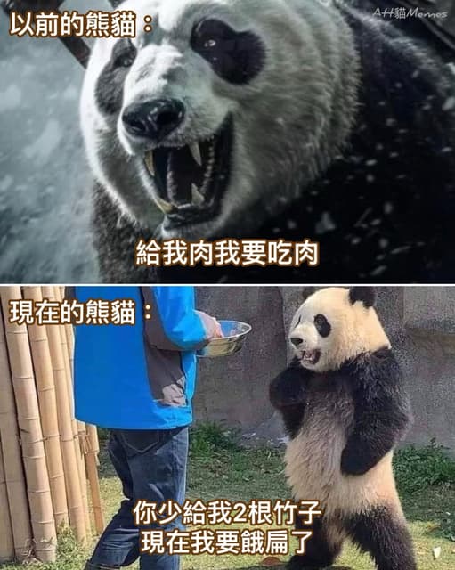 動物梗圖系列 | Dcard