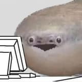 薩卡班甲魚
