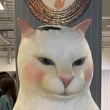摳妮基瓦