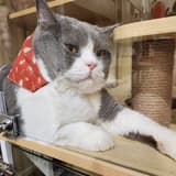 cat🐈🍪