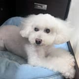凱西