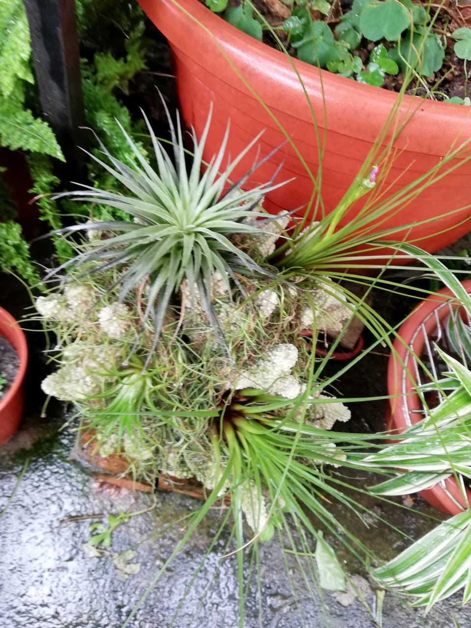 #草本 🌱不用土也能種!空氣鳳梨照顧全攻略 ☁ - 植物板 | Dcard