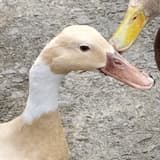 暈船仔