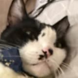 卡比