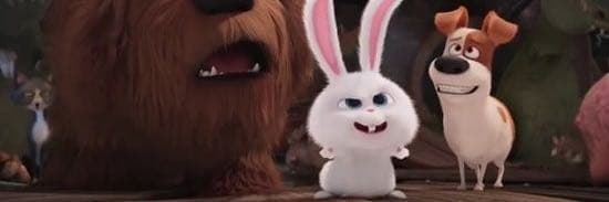 兔子先生