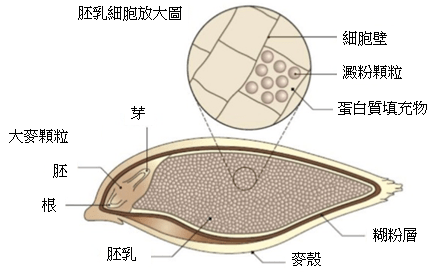 【知識】蘇格蘭威士忌製程-發麥原理簡介 - 品酒板 | Dcard