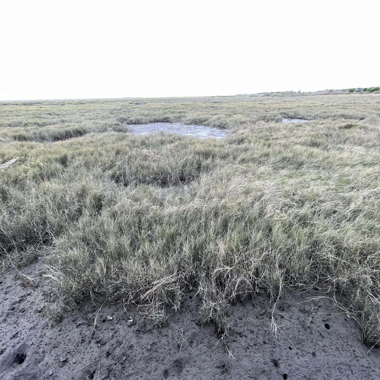 國內遊記 高美濕地半日遊～