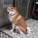zhi