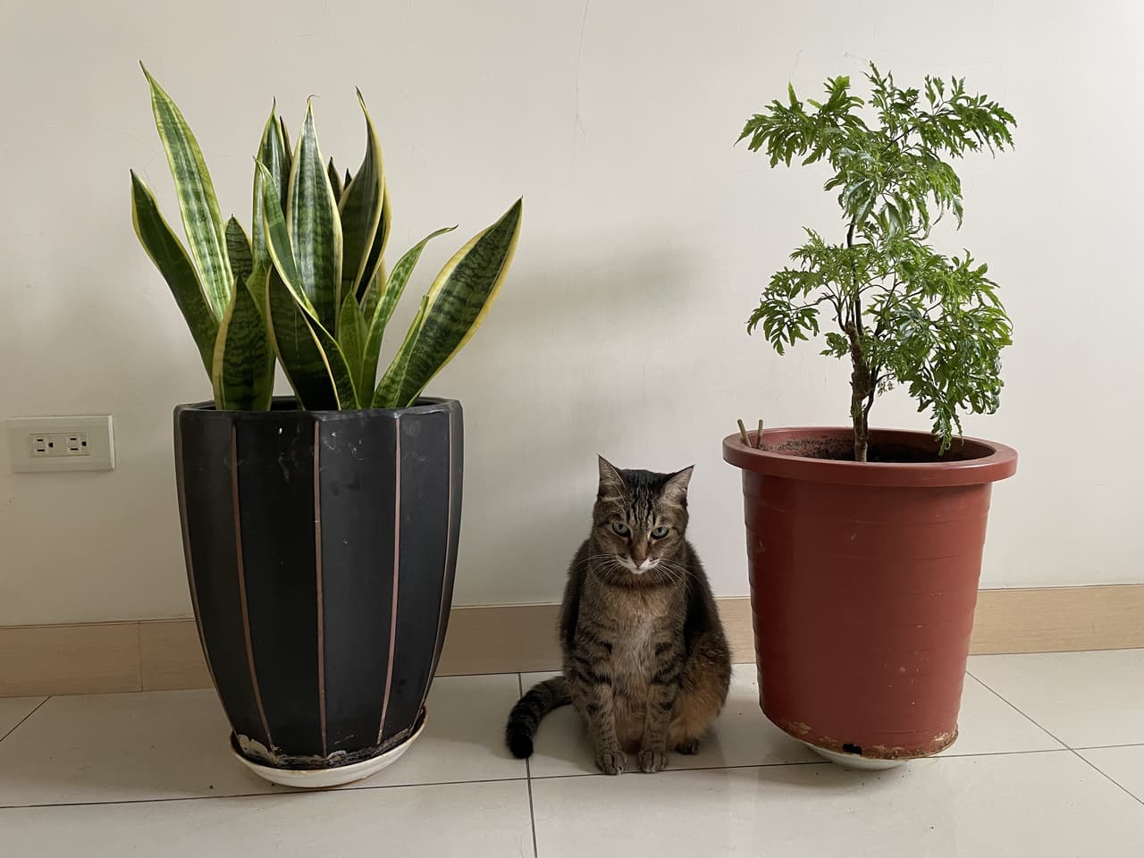 貓盆栽 曬貓板 Dcard