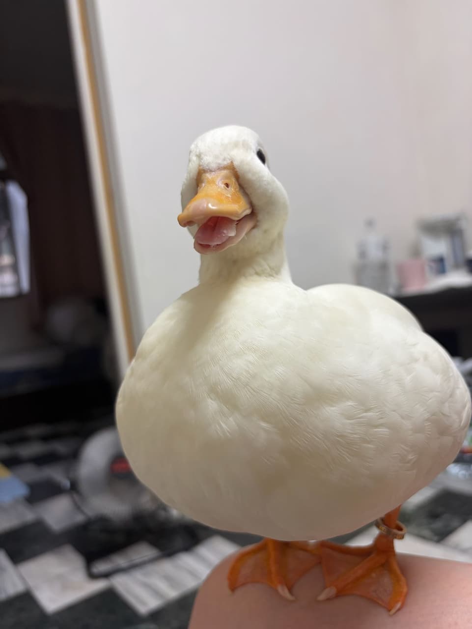megapx