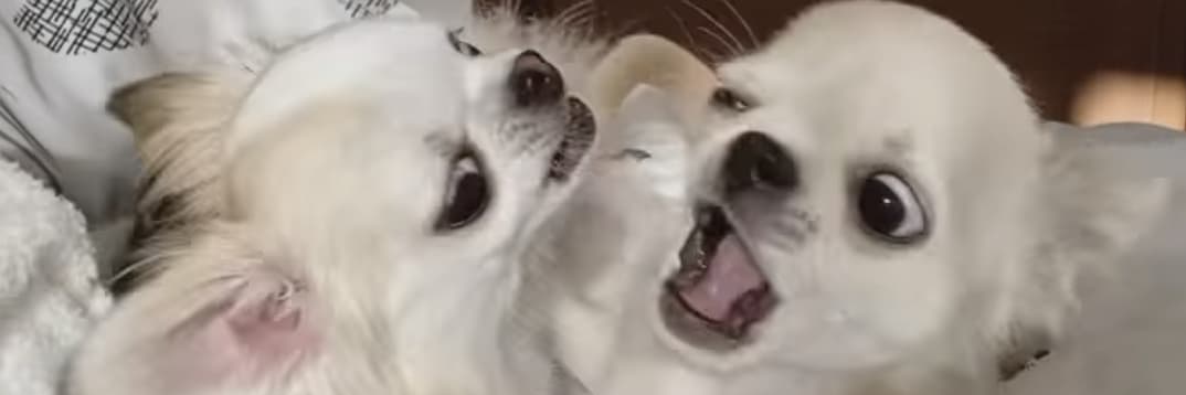 吉娃娃之光