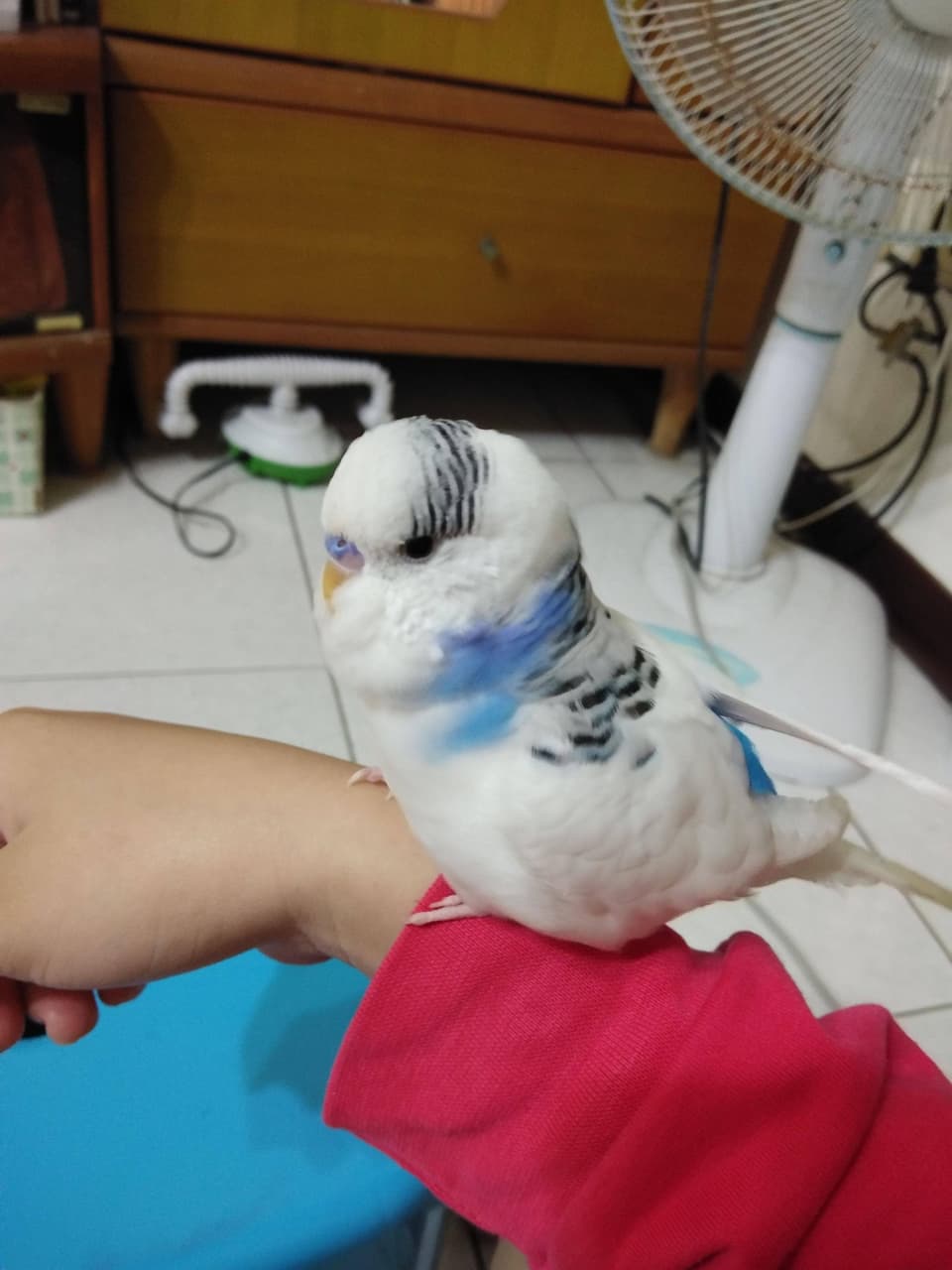 megapx