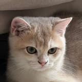 muruubabe
