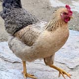 17
