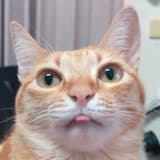 十三打魚( ¨̮ )