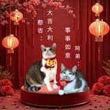 兩隻貓