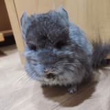Mo