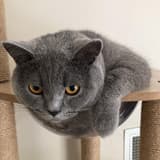 leo_explorer