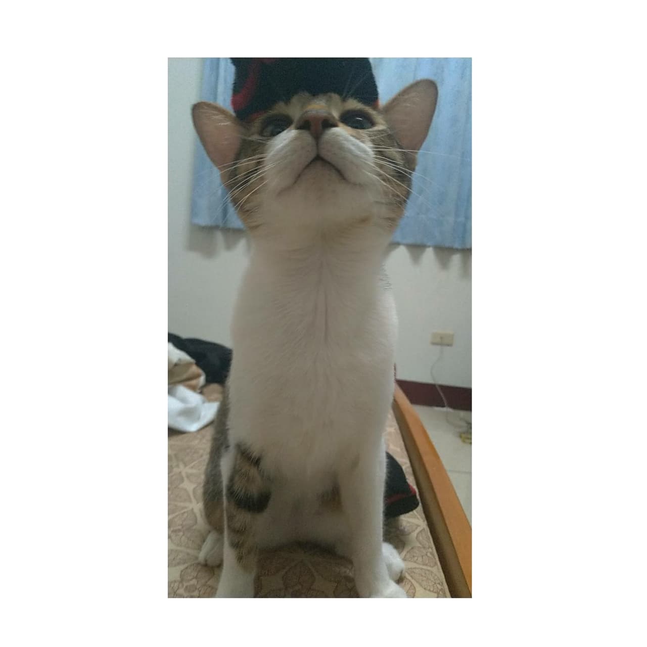 megapx