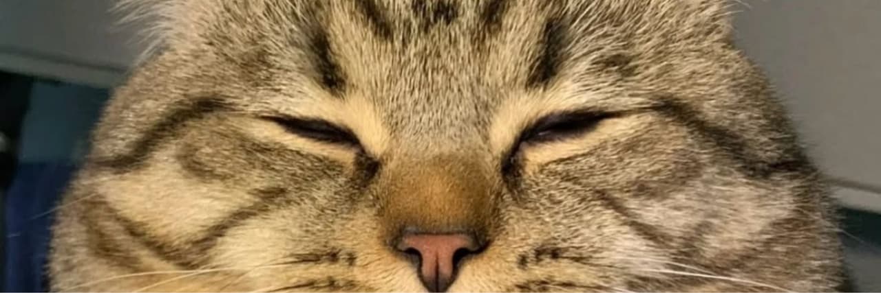 爪子很癢的貓～🐱