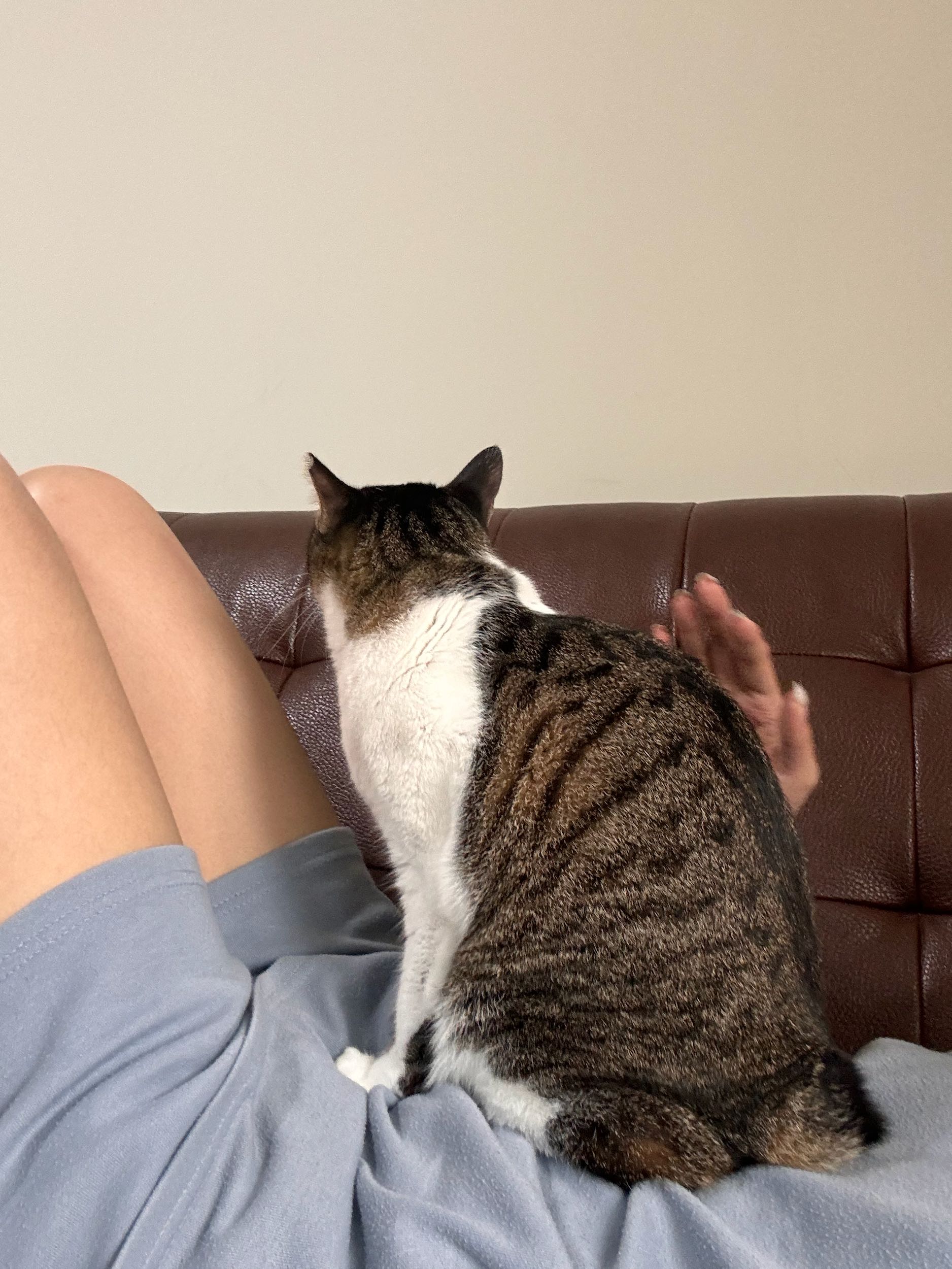 在貓咪送養文下留言的噁心說教男- 寵物板| Dcard