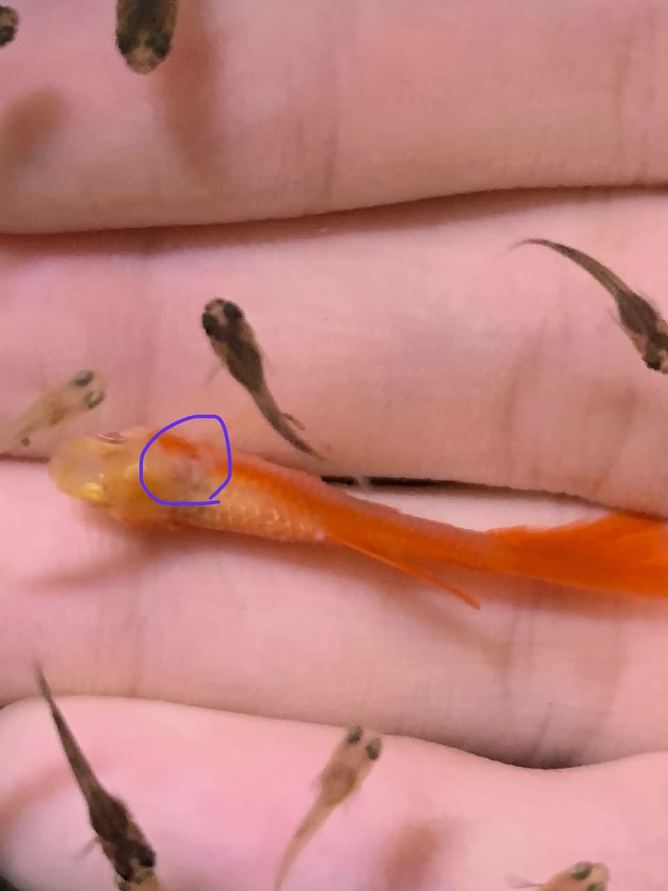megapx
