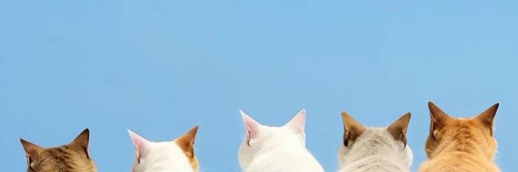 愛鯨魚的貓