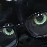 🐈‍⬛