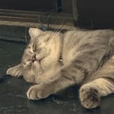 早安