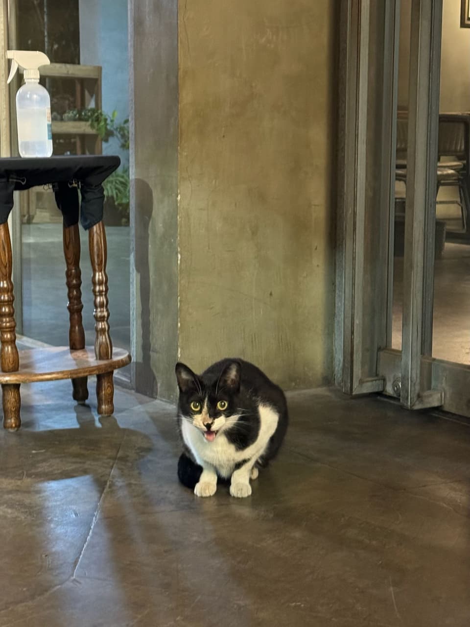 昨天吃飽走路回家遇到的可愛貓貓🐱 - 超級可愛小黃瓜(@hui2001) | Dcard