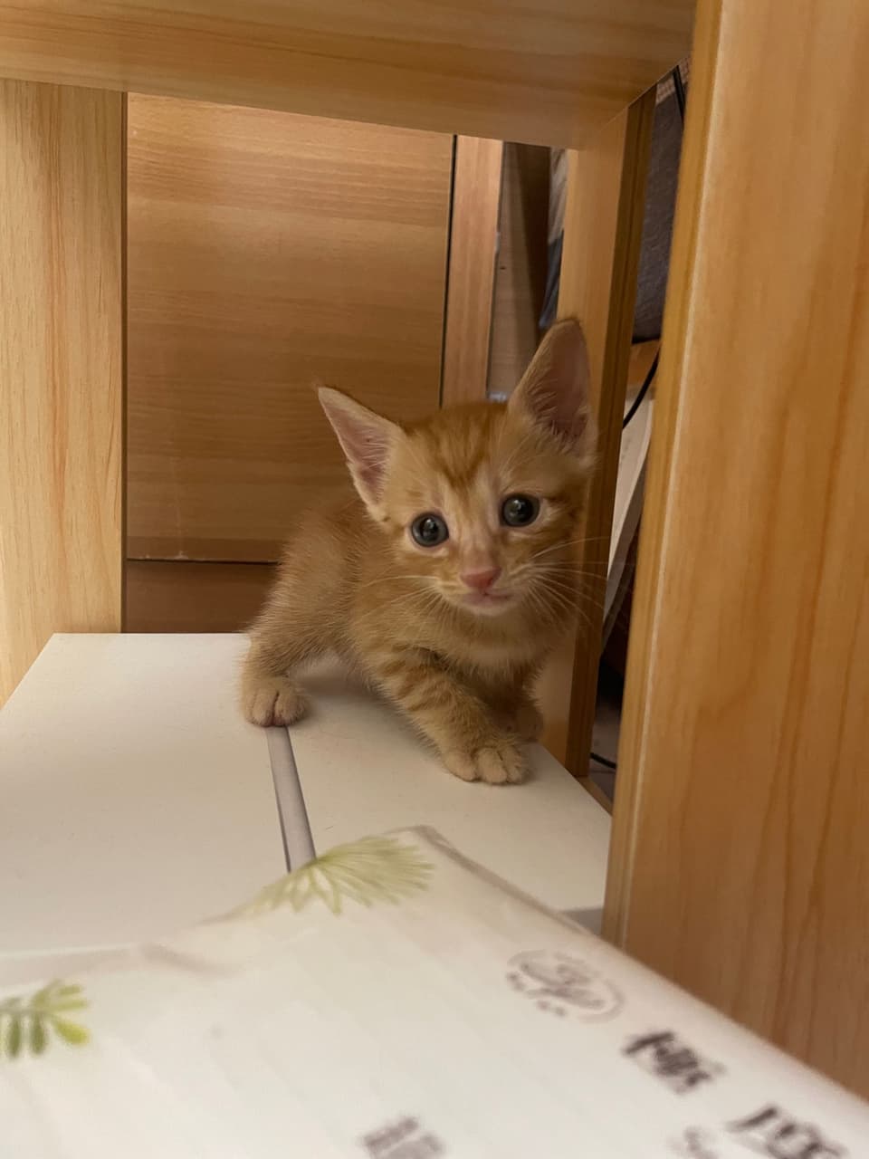 7/17更，小橘貓已到好人家過幸福快樂的日子，謝謝大家🙏 🐱歡迎免費認養可愛小橘1隻 - 寵物板 | Dcard