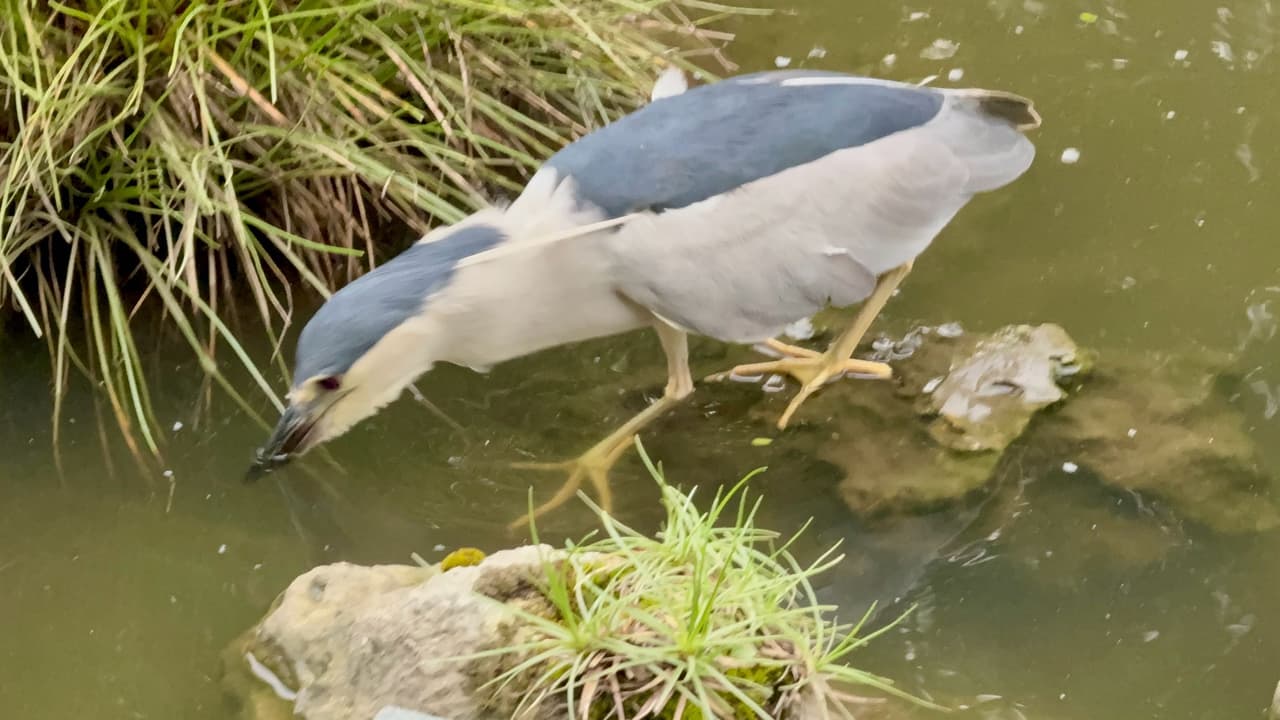 科博館植物園生態池捕魚的夜鷺 - 閒聊板 | Dcard