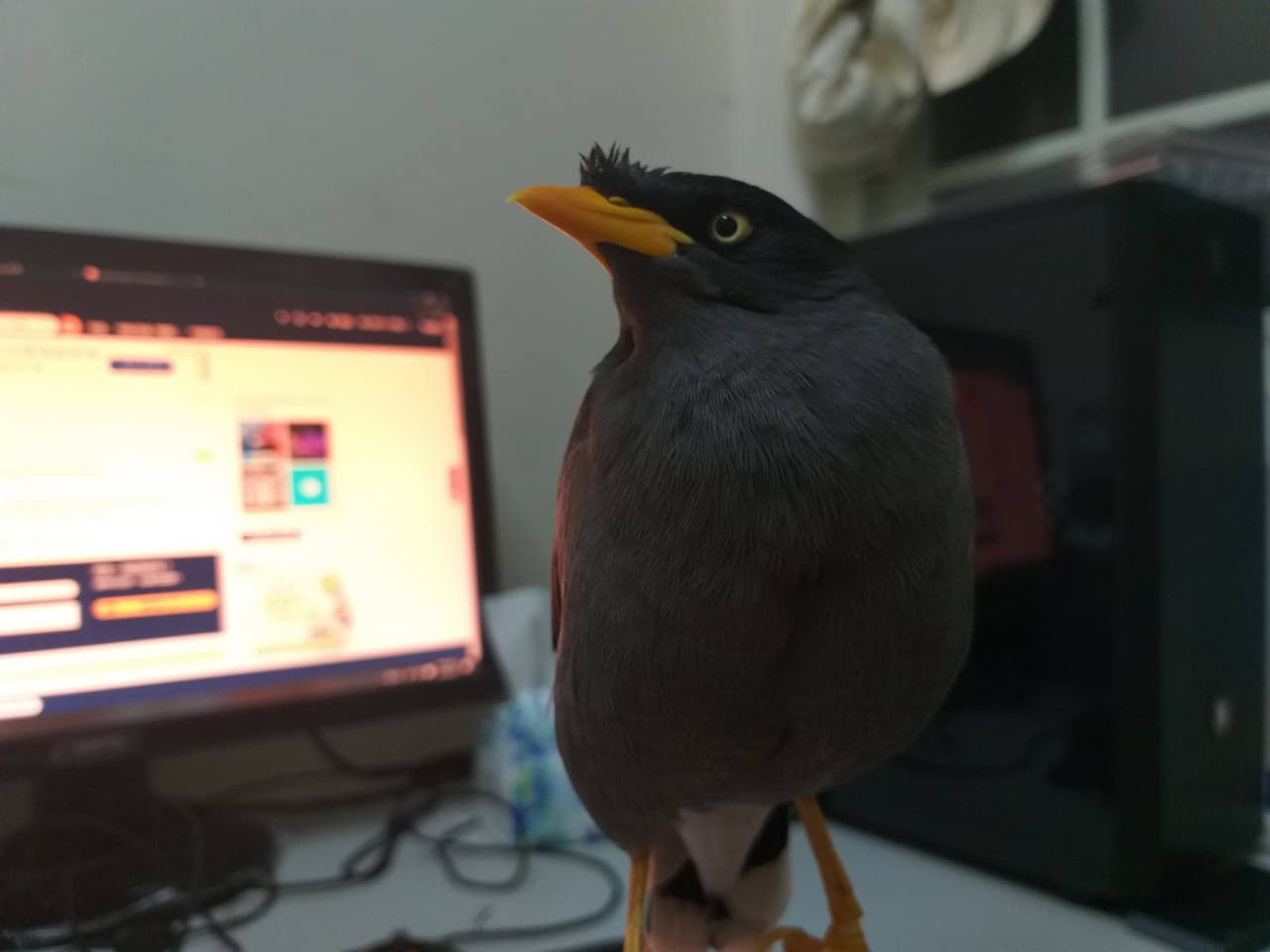 megapx