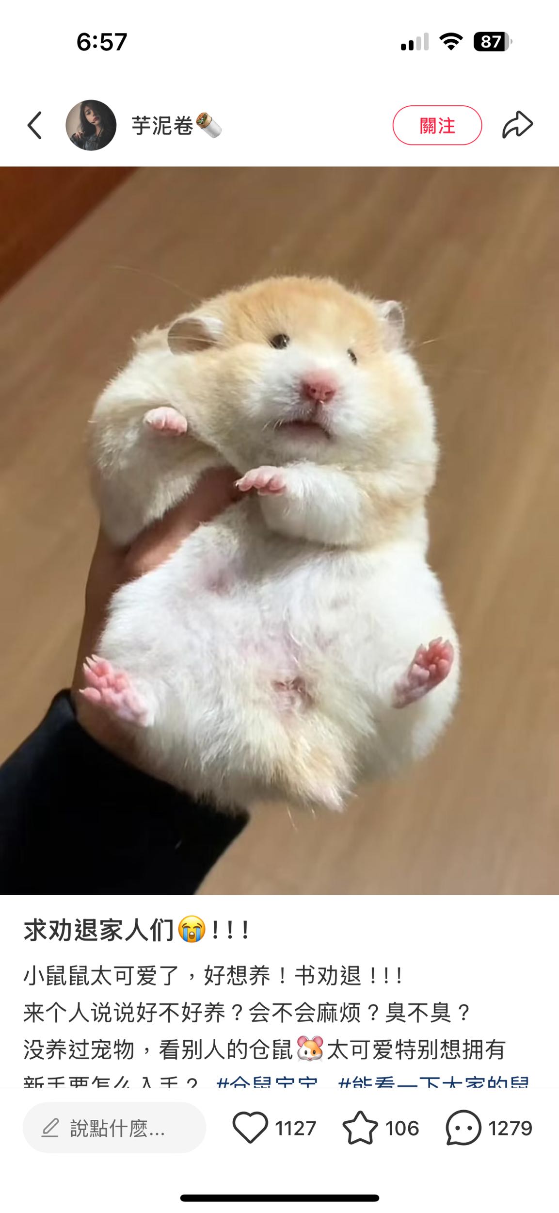 詢問請問這隻鼠類在台灣叫什麼名字以及大概價格金絲熊- 寵物板| Dcard