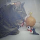 閑顯