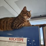 iyigeceler