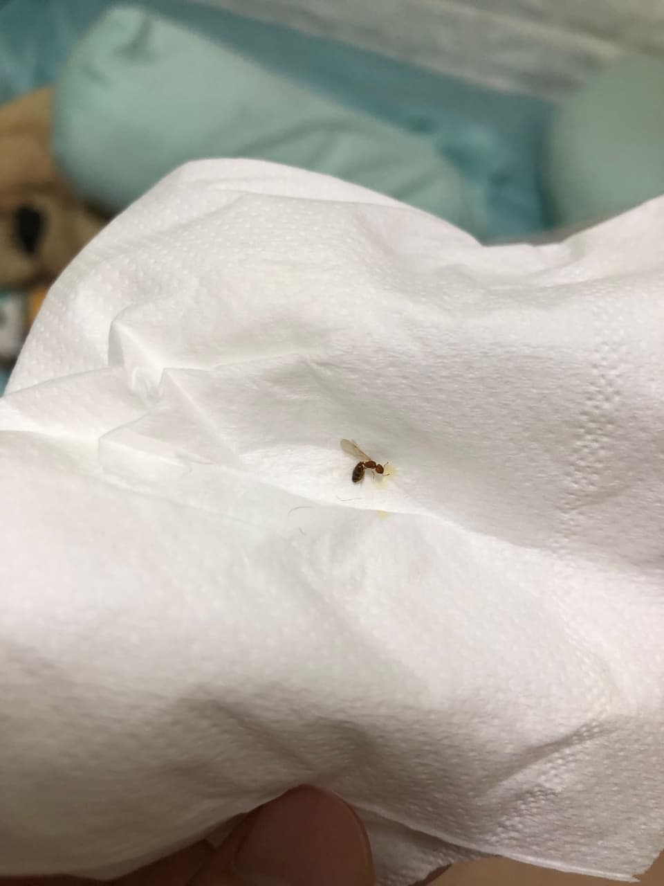 請益請問這是什麼螞蟻(長翅膀) - 昆蟲板| Dcard