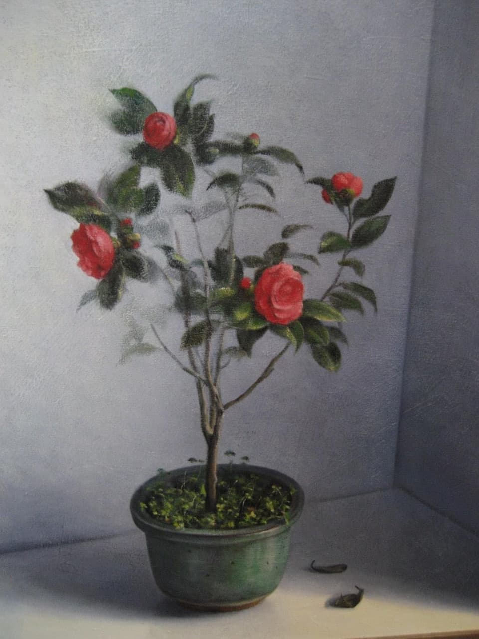 奚淞的茶花充滿詩意 - 閒聊板 | Dcard
