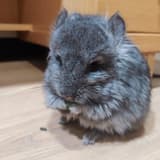 Mo