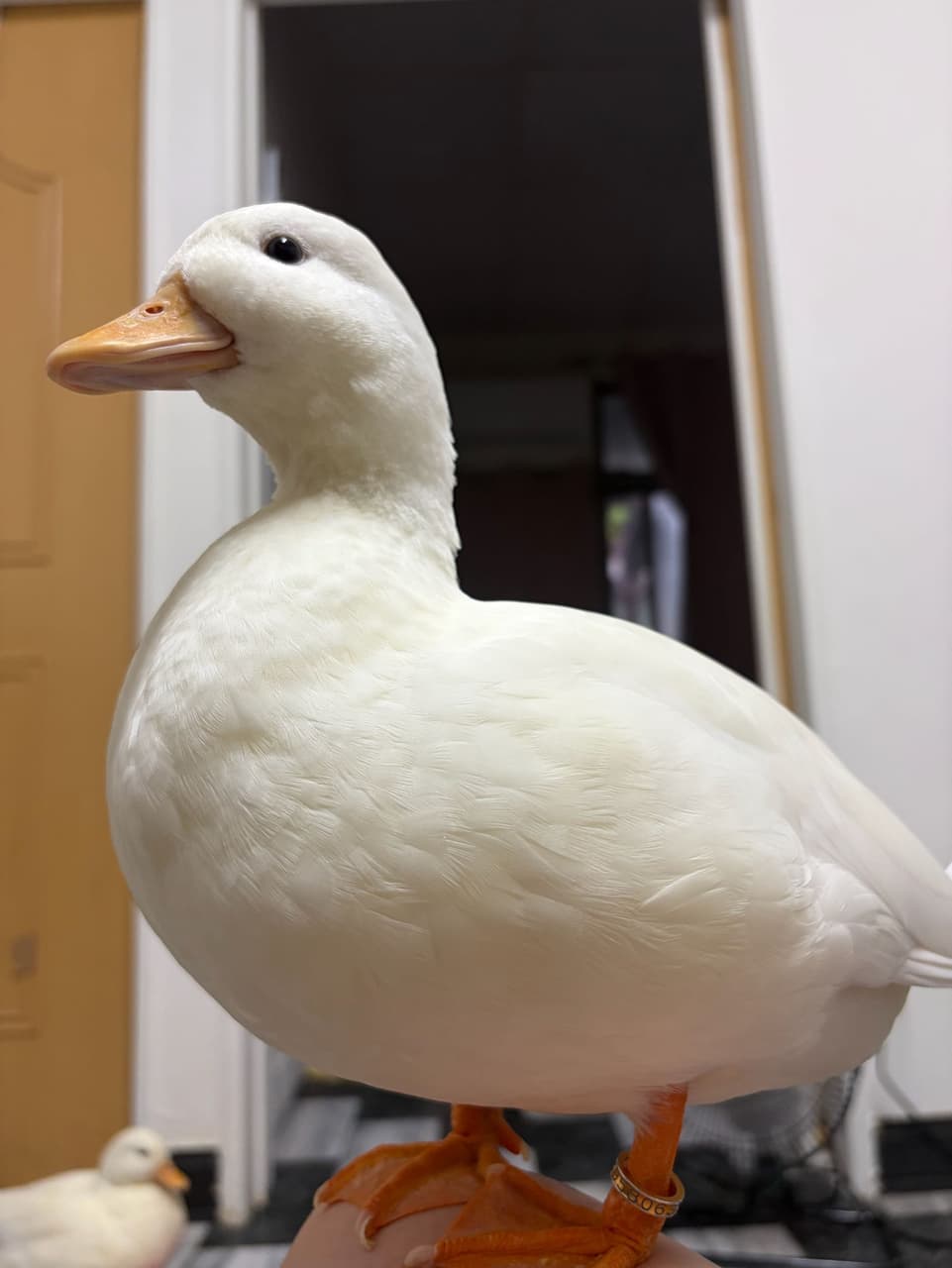 megapx
