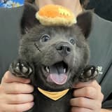 灰太狼