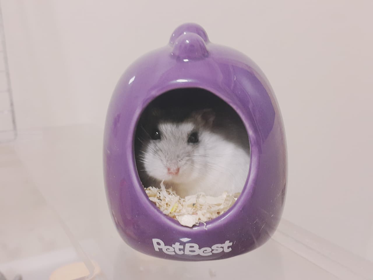 megapx