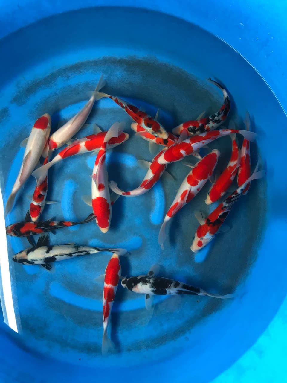 #分享 錦鯉基本品系辨別與鑑賞 - 水族板 | Dcard